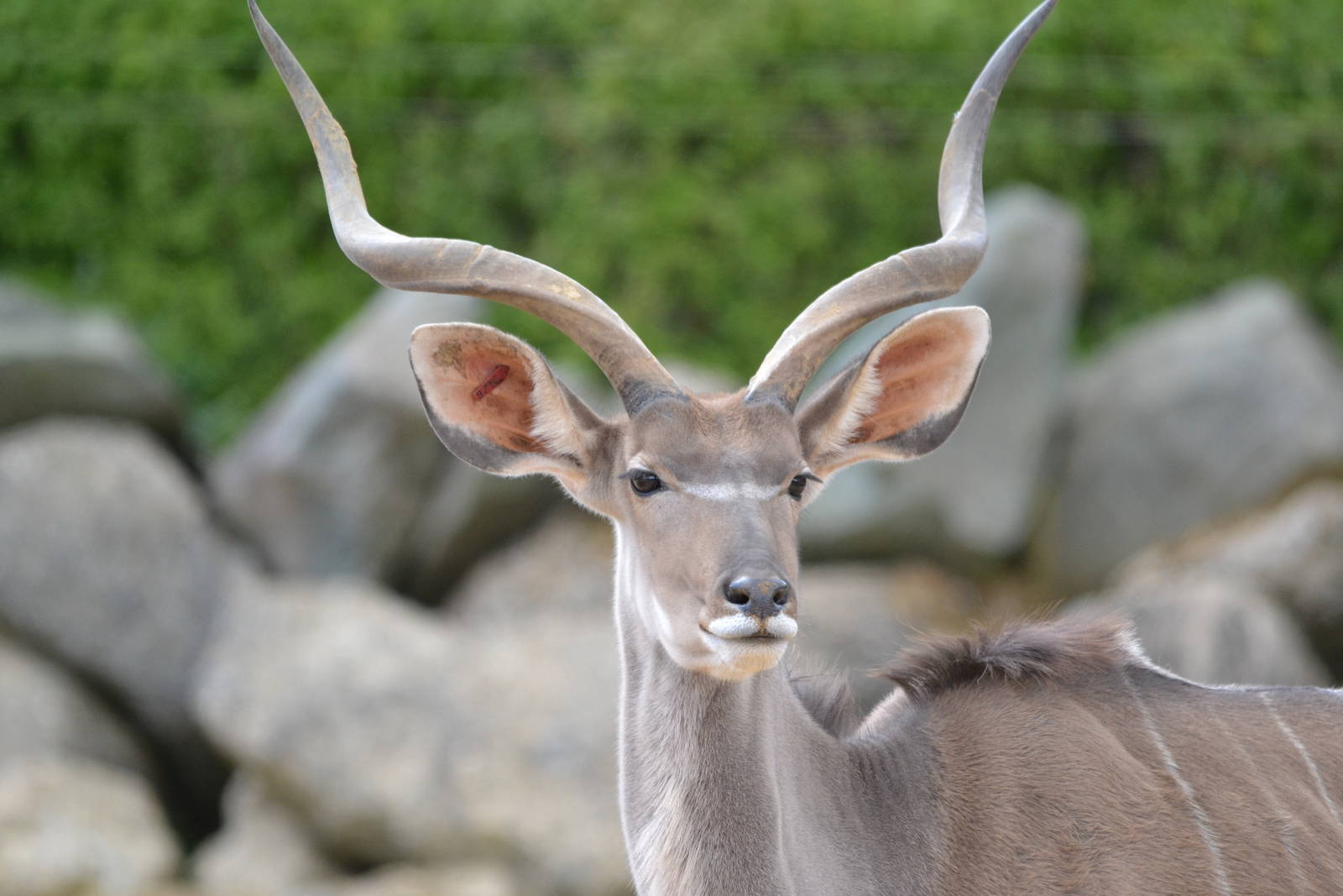 Male Greater Kudu