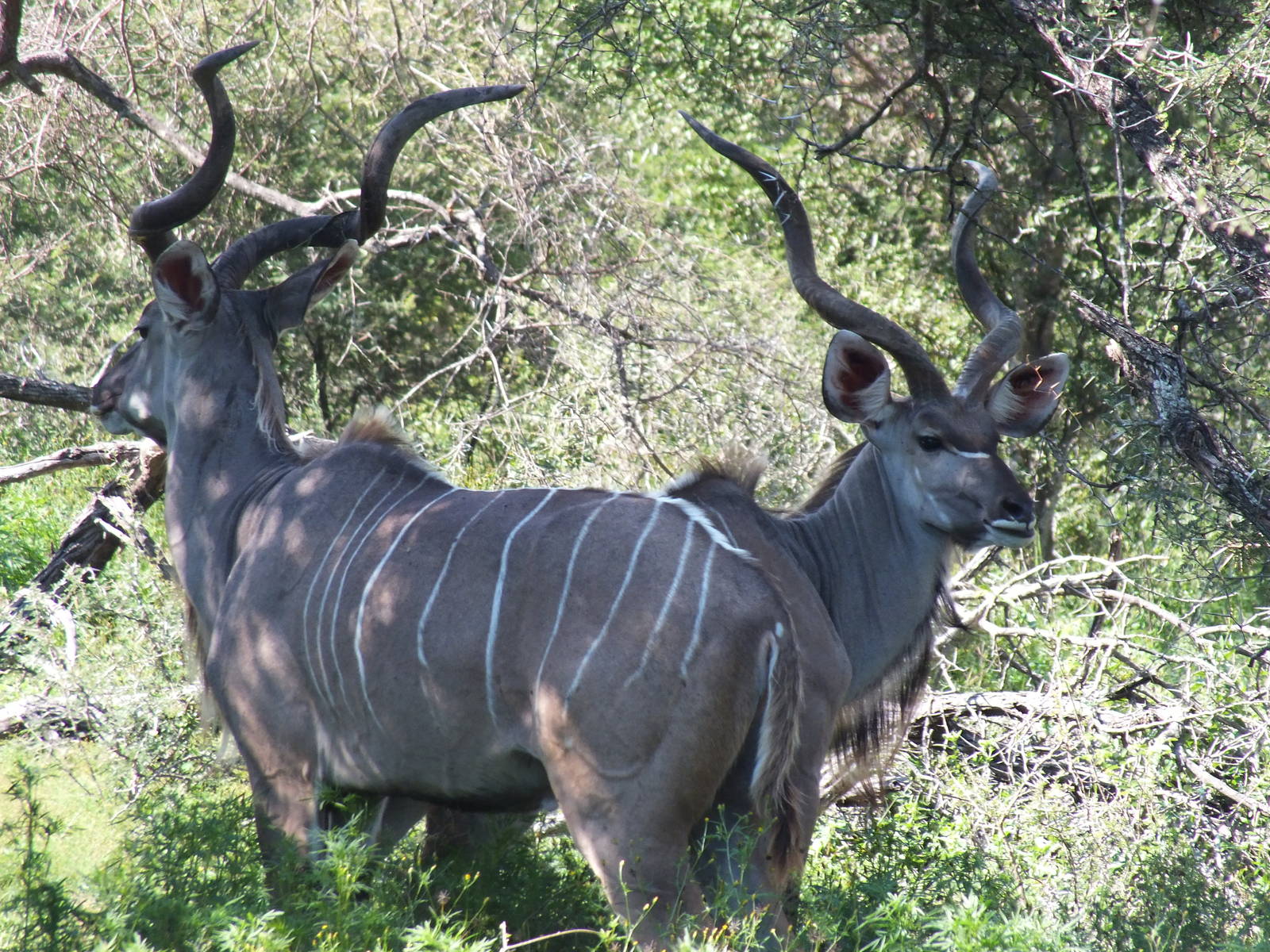 Male Greater Kudu