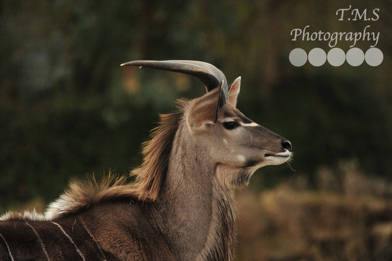 Male Greater Kudu