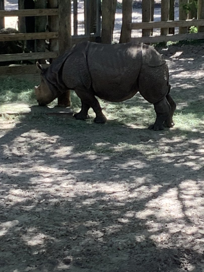 Male Greater-one Horned/Indian Rhinoceros 3/20/24