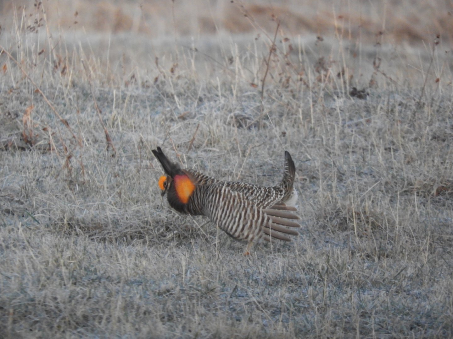 Male Greater Prairie-Chicken (Tympanuchus cupido) displaying