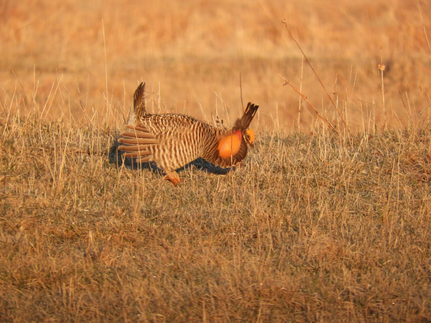 Male Greater Prairie-Chicken (Tympanuchus cupido) displaying