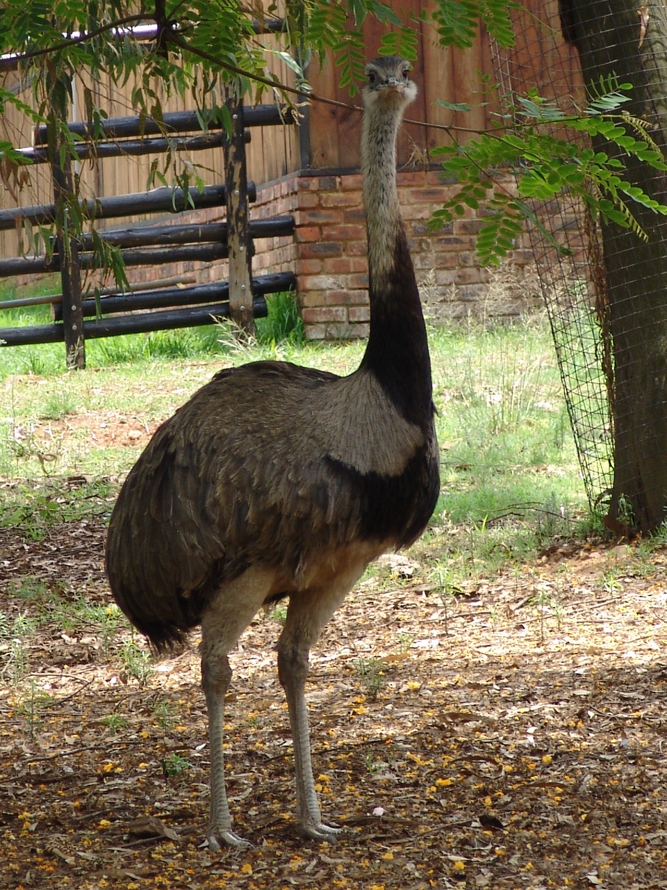 Male Greater Rhea (Rhea americana)