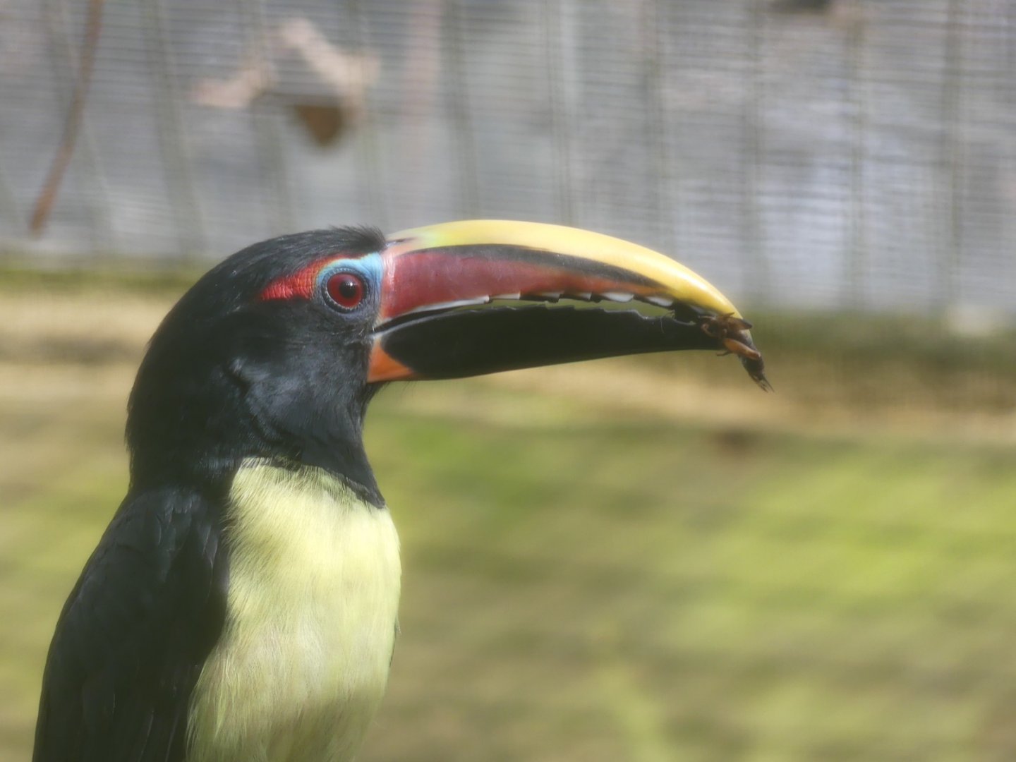 Male Green Aracari - 21.10.24