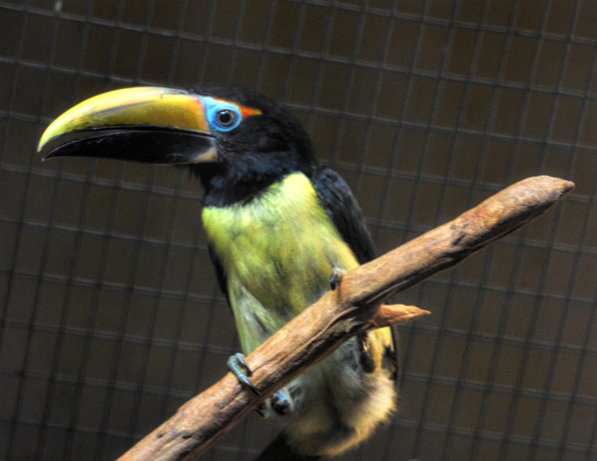 male green aracari