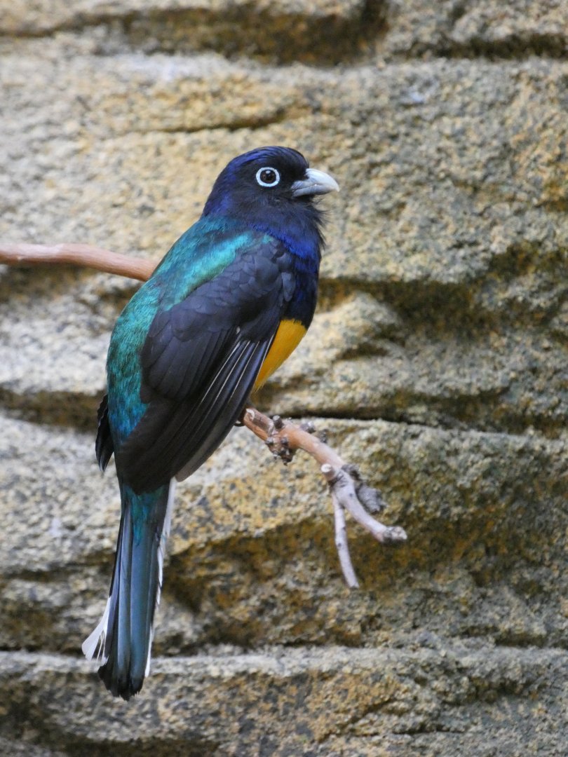Male green-backed trogon