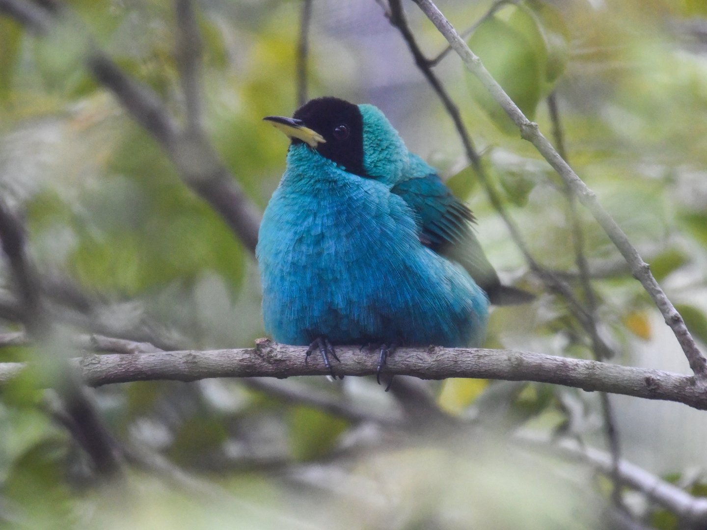 Male Green Honeycreeper