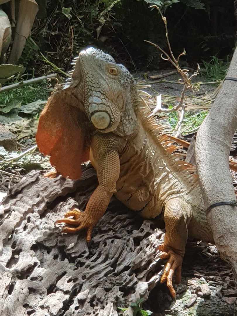 Male Green Iguana (Iguana iguana) in breeding colours