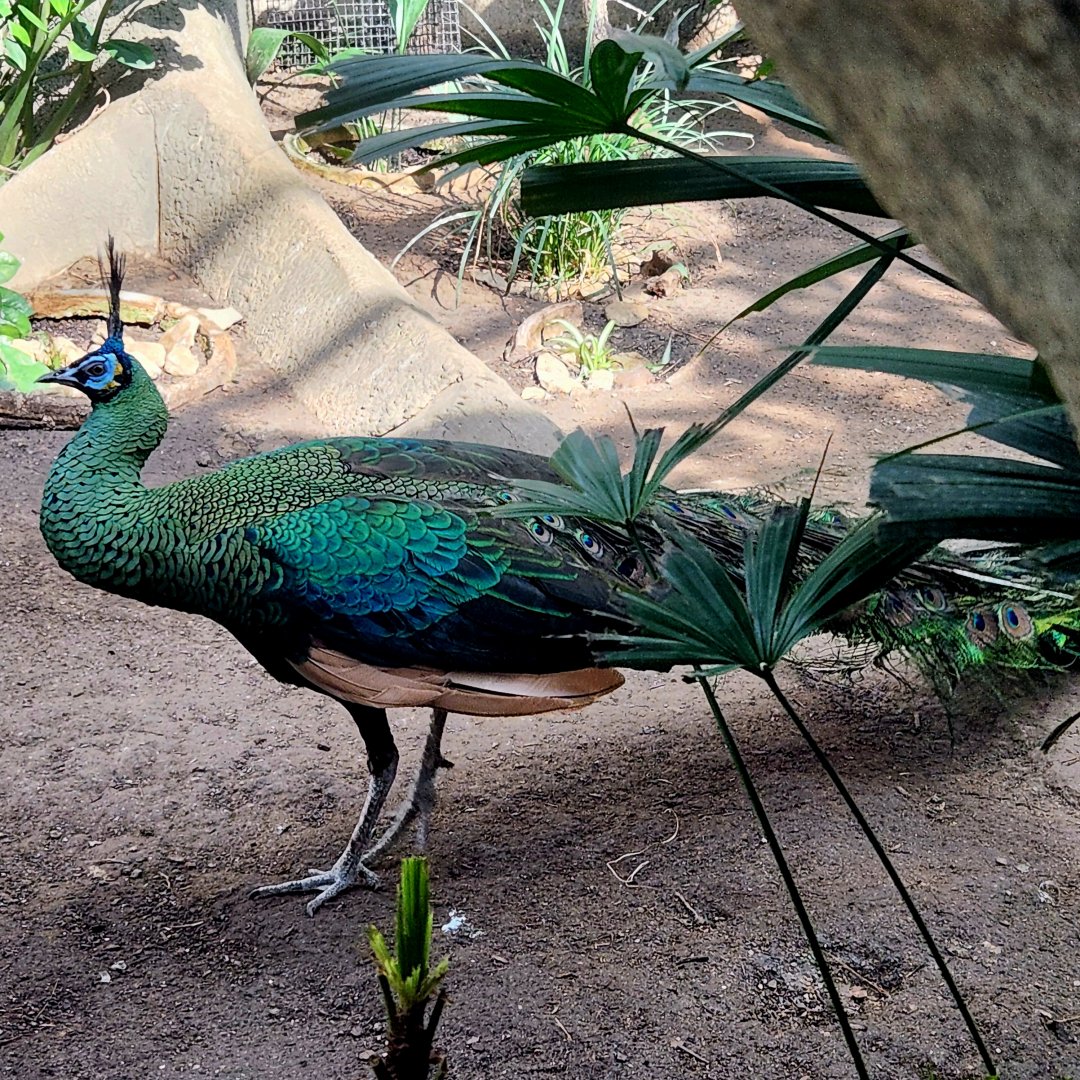 Male Green Peafowl (Pavo muticus)