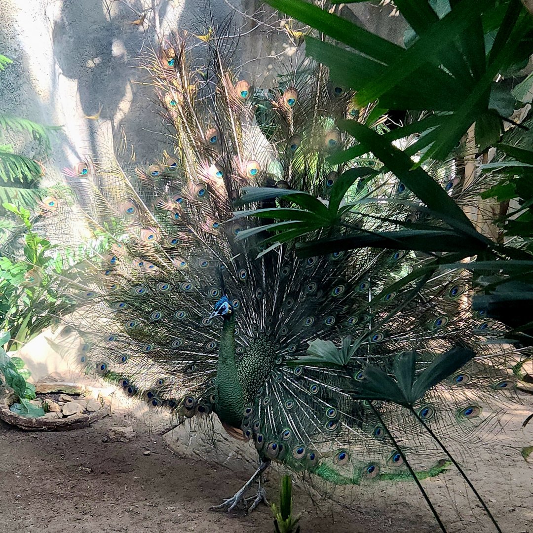 Male Green Peafowl (Pavo muticus)