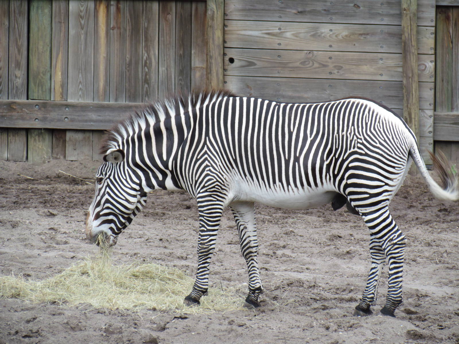 Male Grevy's Zebra