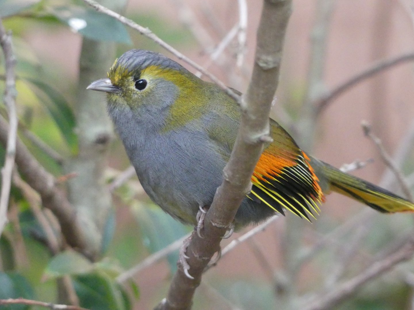 Male Grey Cheeked Liocichla - 21.10.24