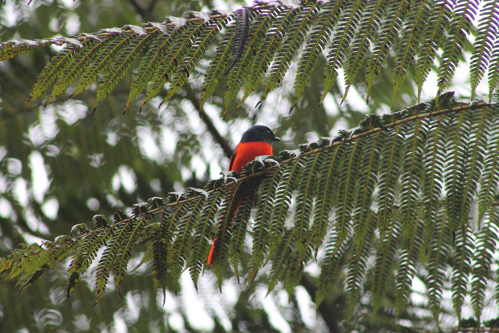 male grey-chinned minivet (Pericrocotus solaris)