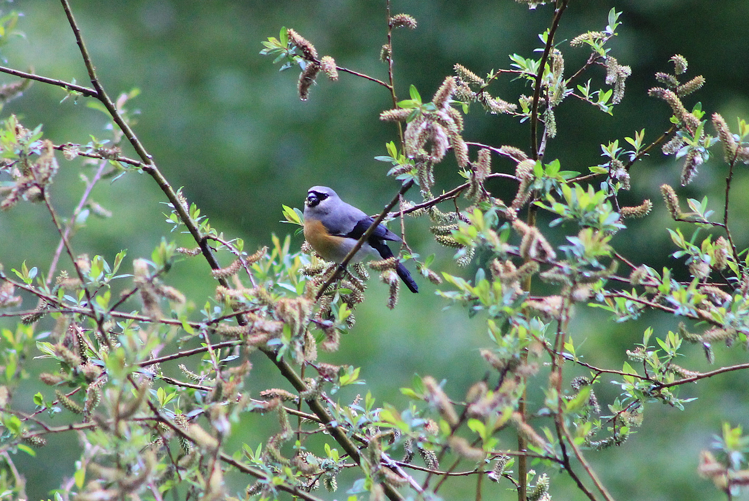 male Grey-headed Bullfinch (Pyrrhula erythaca)