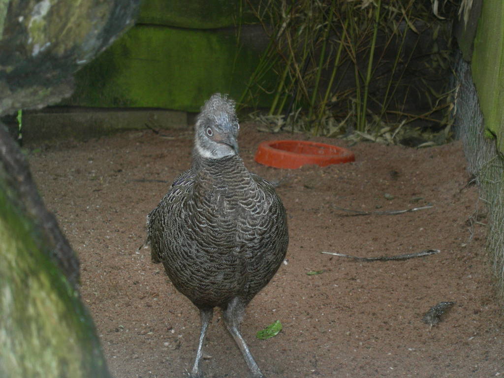 Male grey peacock pheasant