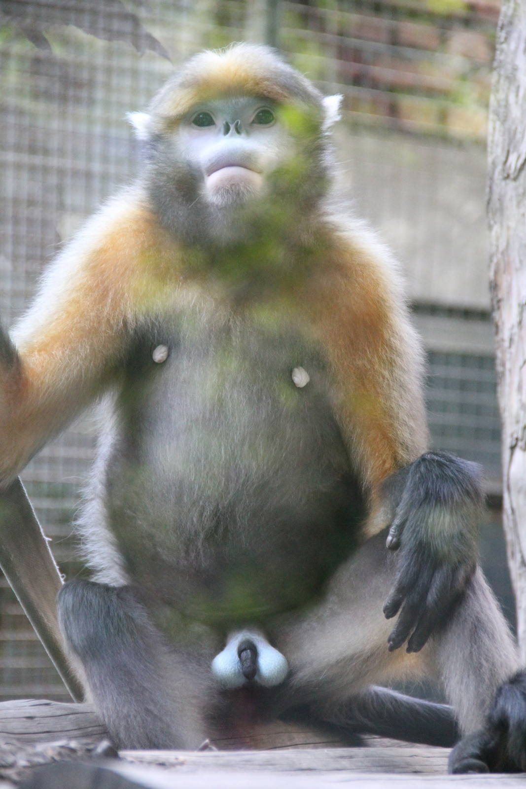 Male Grey snub-nosed monkey (Rhinopithecus brelichi)