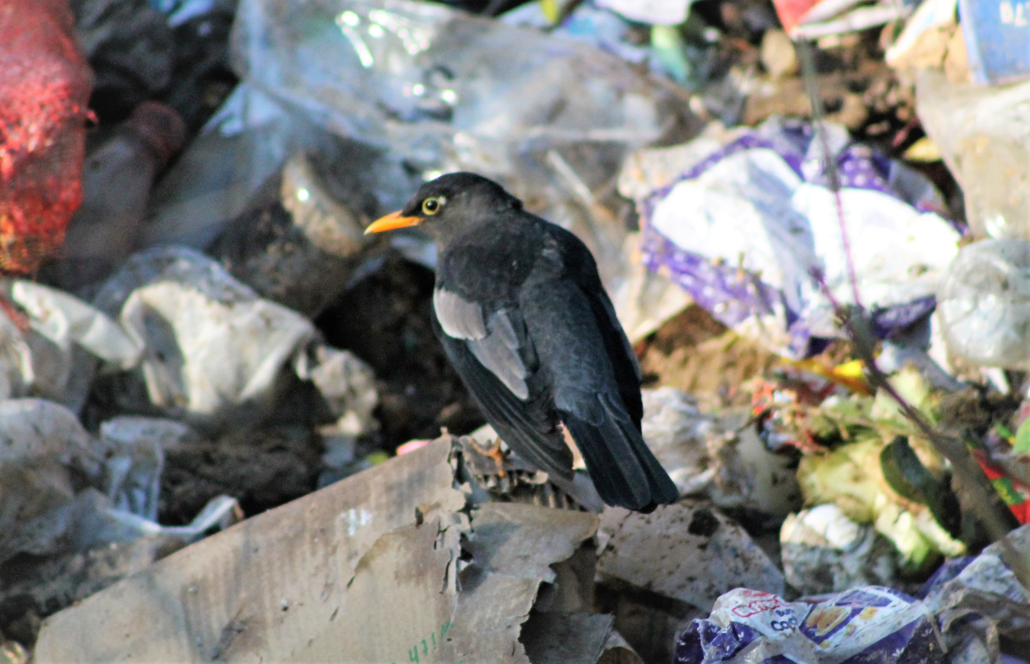 male Grey-winged Blackbird (Turdus boulboul)
