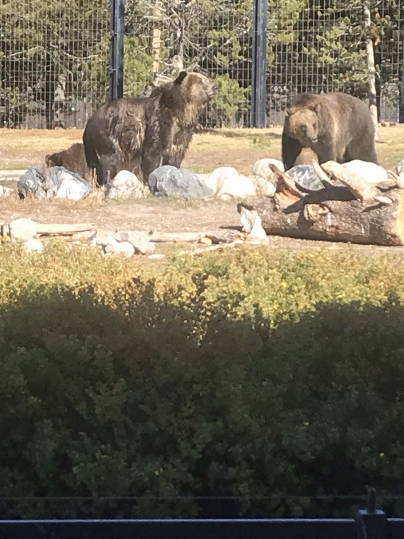 Male Grizzly Bo and Female Grizzly Condi