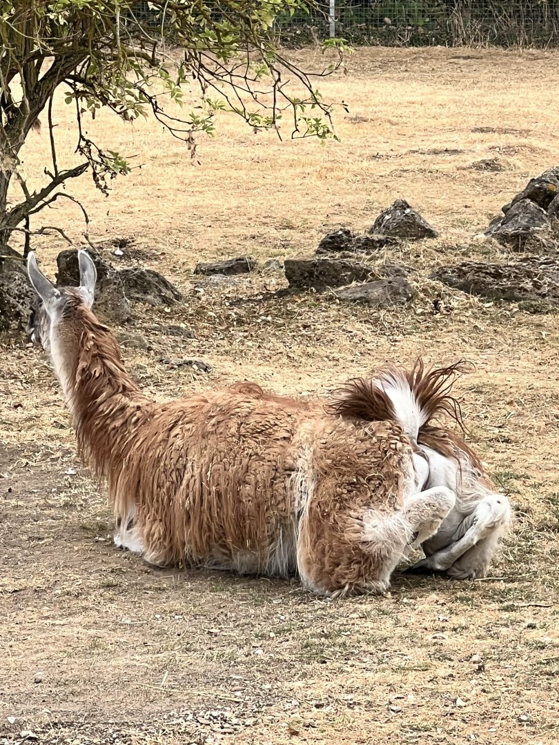 Male guanaco, Phil, flashing his butt!
