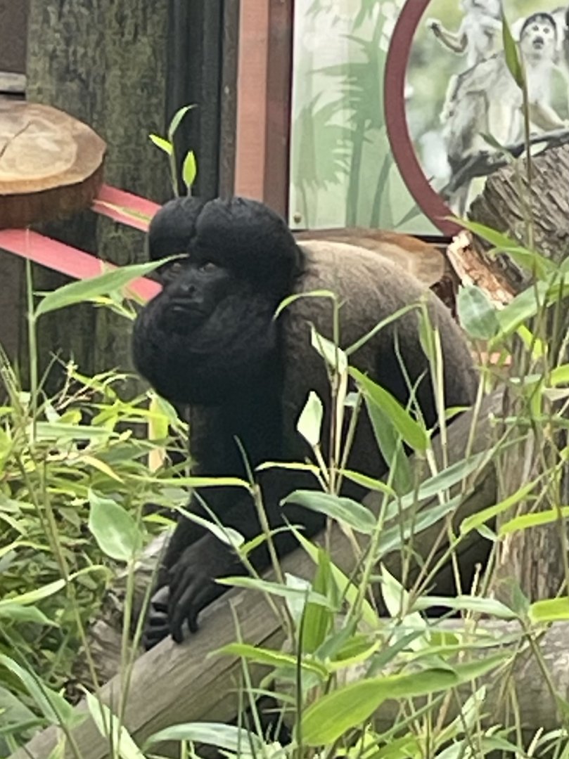 Male Guianan Bearded Saki