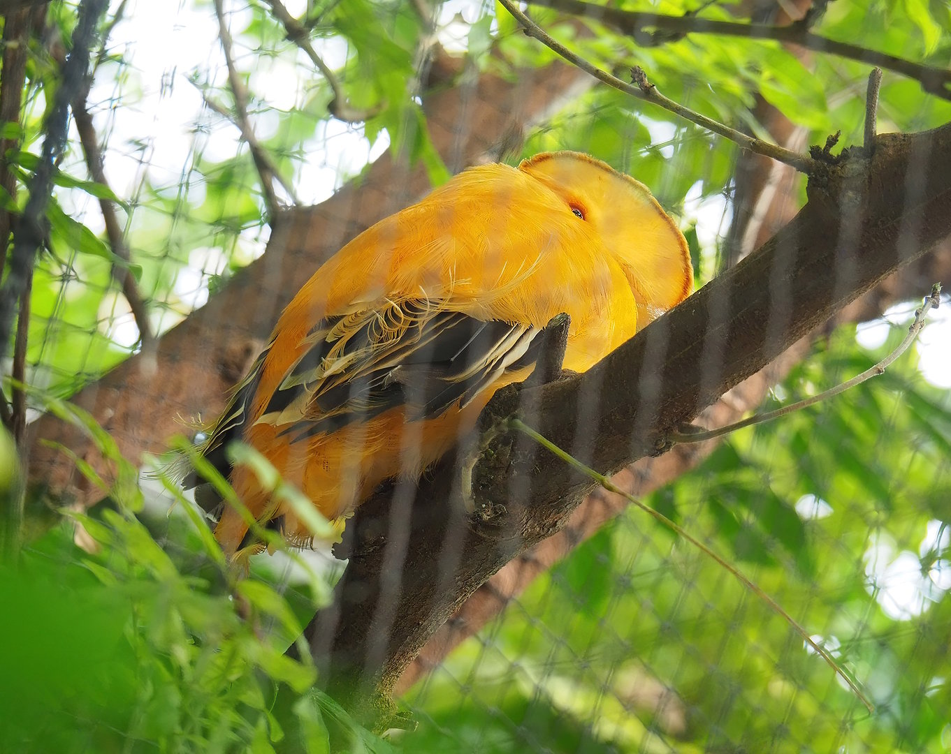 Male Guianan cock-of-the-rock (Rupicola rupicola), 2022-08-28