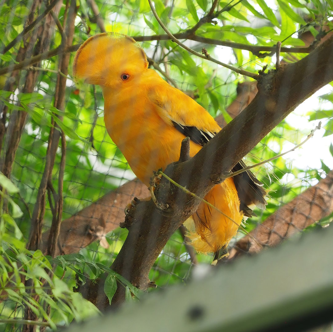 Male Guianan cock-of-the-rock (Rupicola rupicola), 2022-08-28