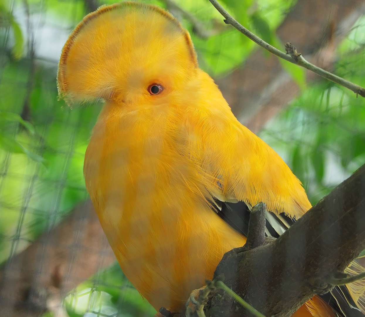 Male Guianan cock-of-the-rock (Rupicola rupicola), 2022-08-28