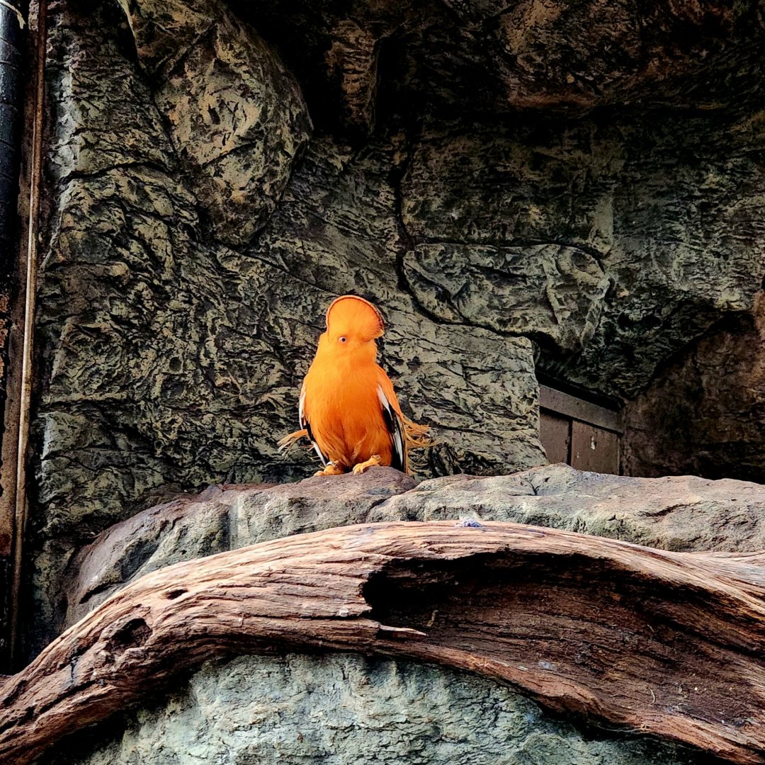 Male Guianan Cock-of-the-Rock (Rupicola rupicola)