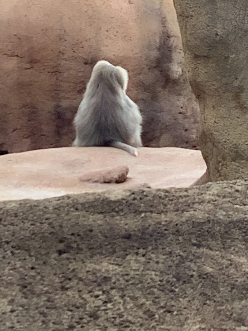 Male Hamadryads Baboon 3/25/23