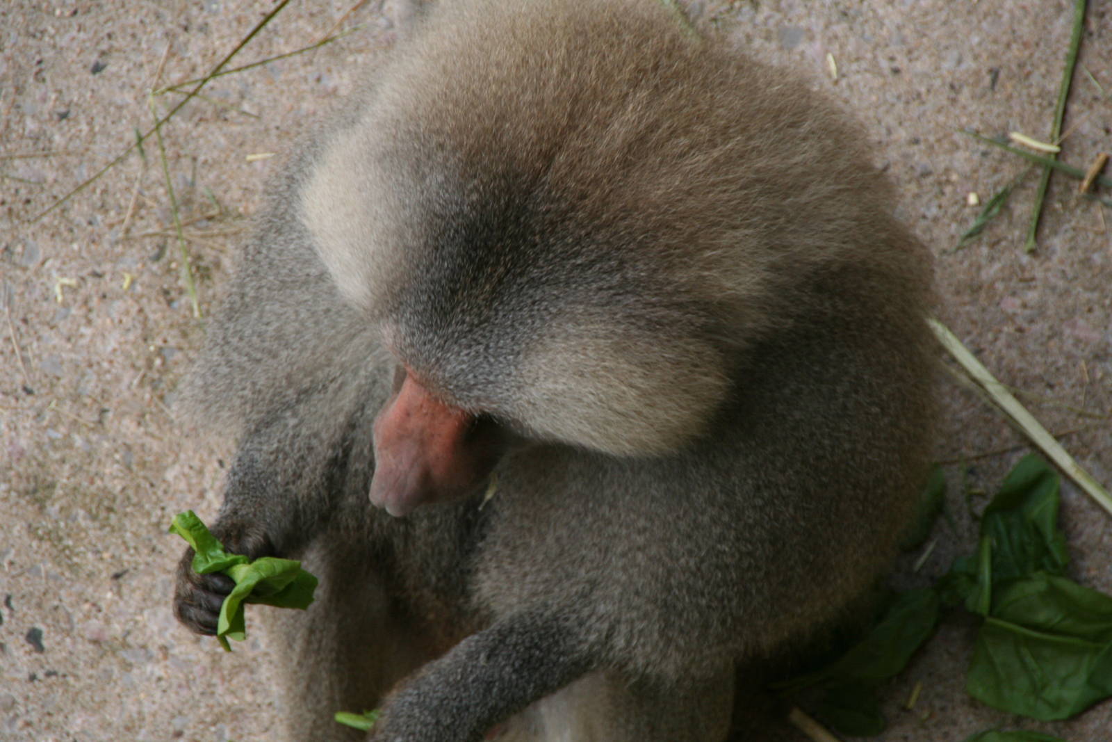 Male Hamadryas Baboon (Ben)