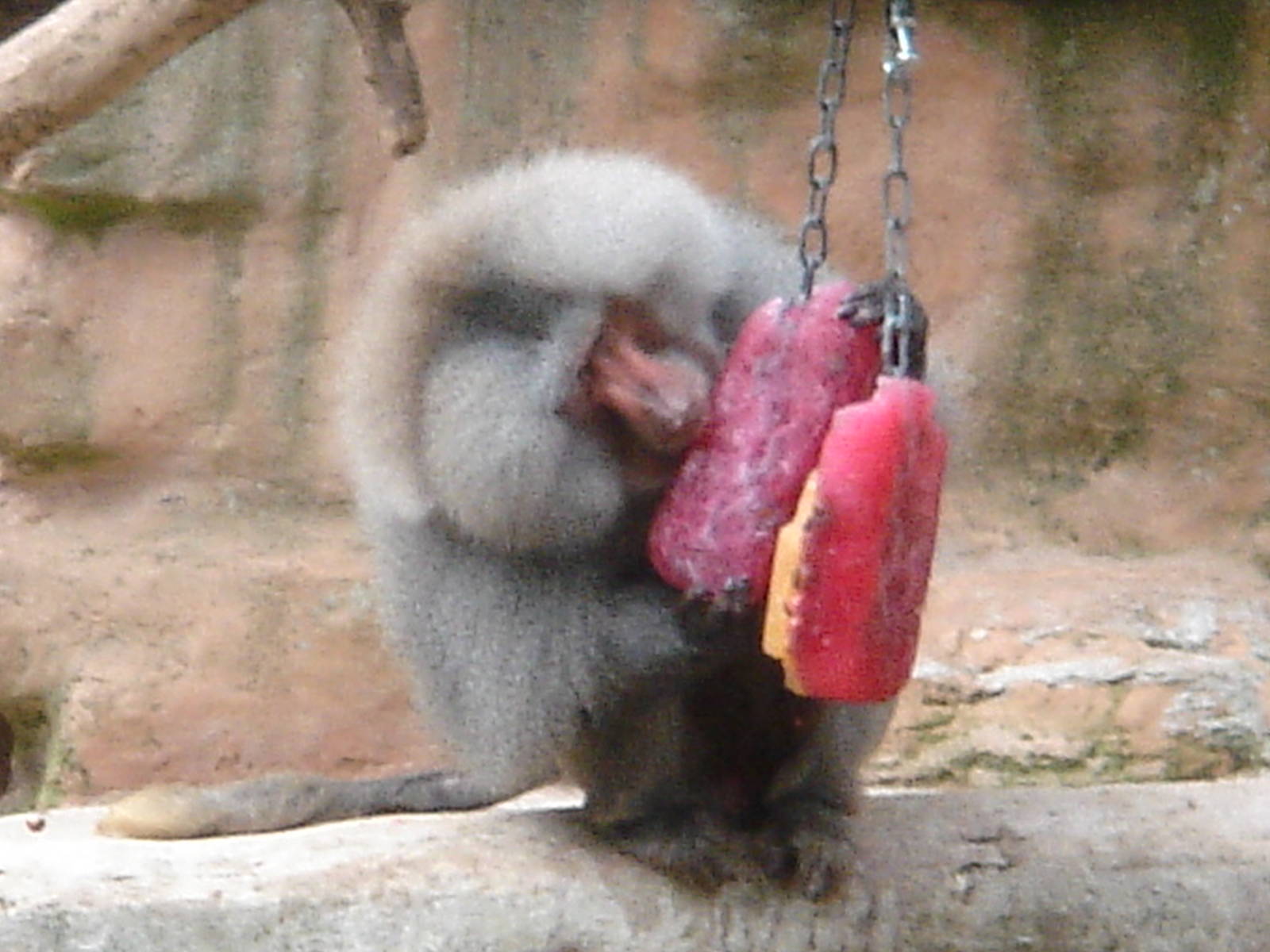 Male Hamadryas Baboon enjoying enrichment