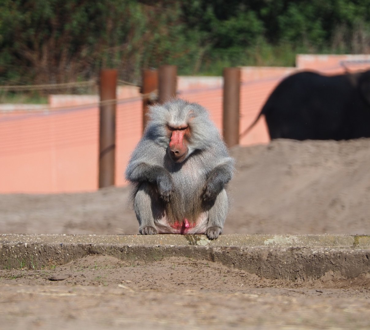 Male Hamadryas baboon (Papio hamadryas), 2019-09-15