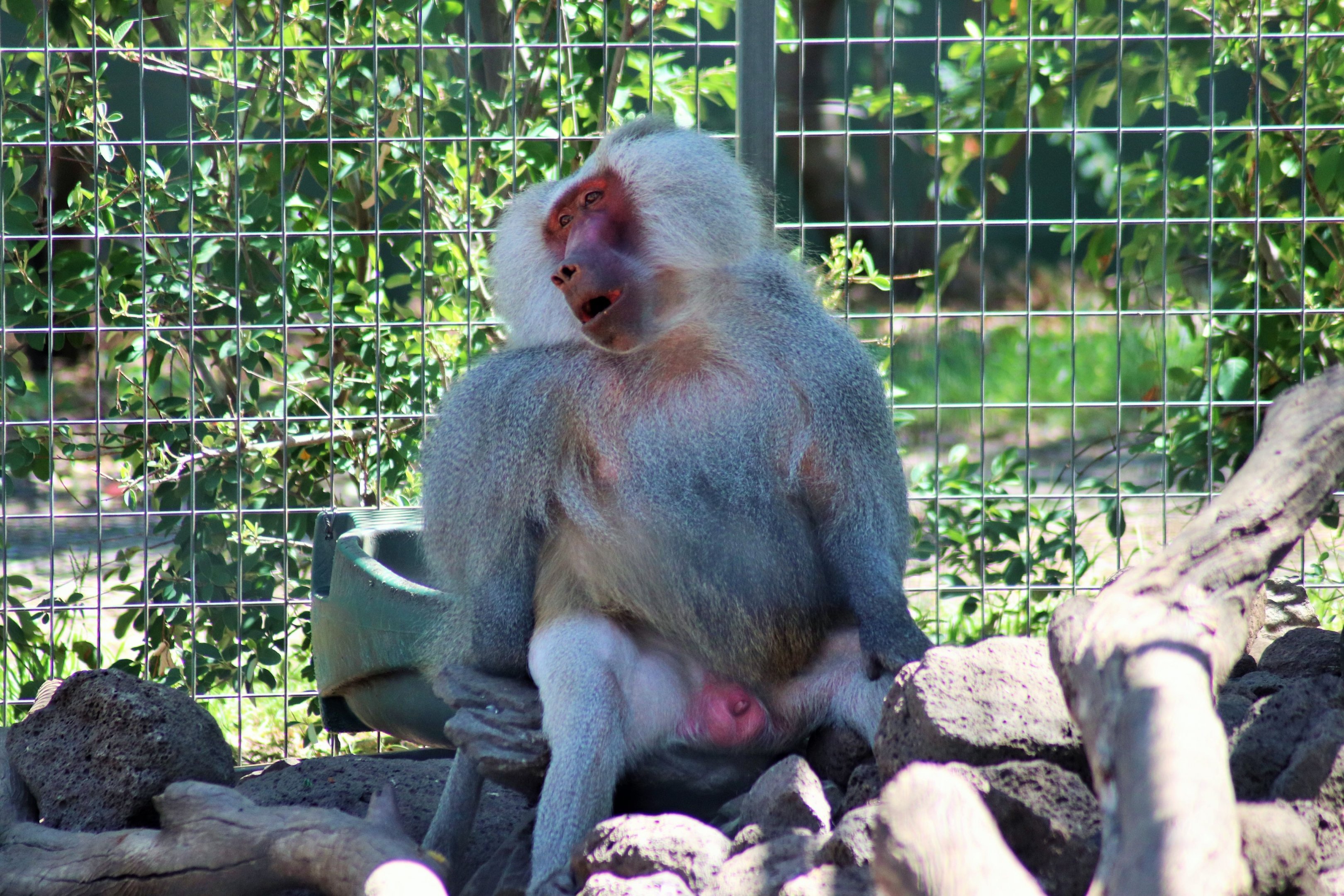 Male Hamadryas Baboon (Papio hamadryas)