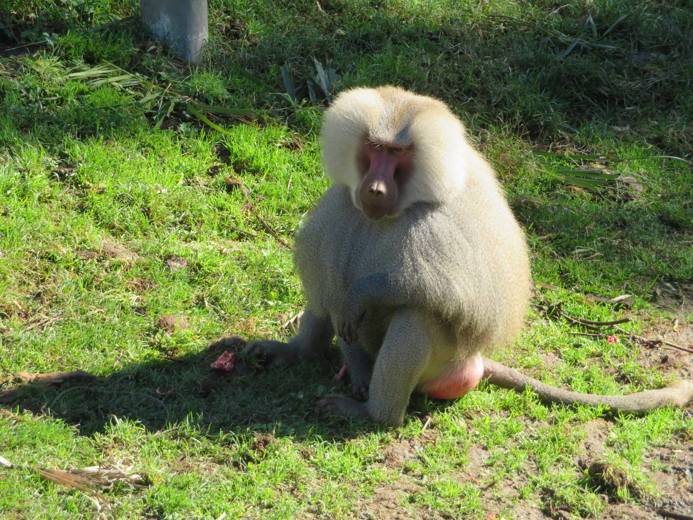 Male Hamadryas Baboon