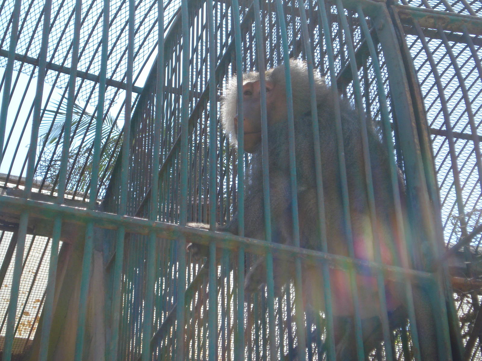 Male hamadryas baboon