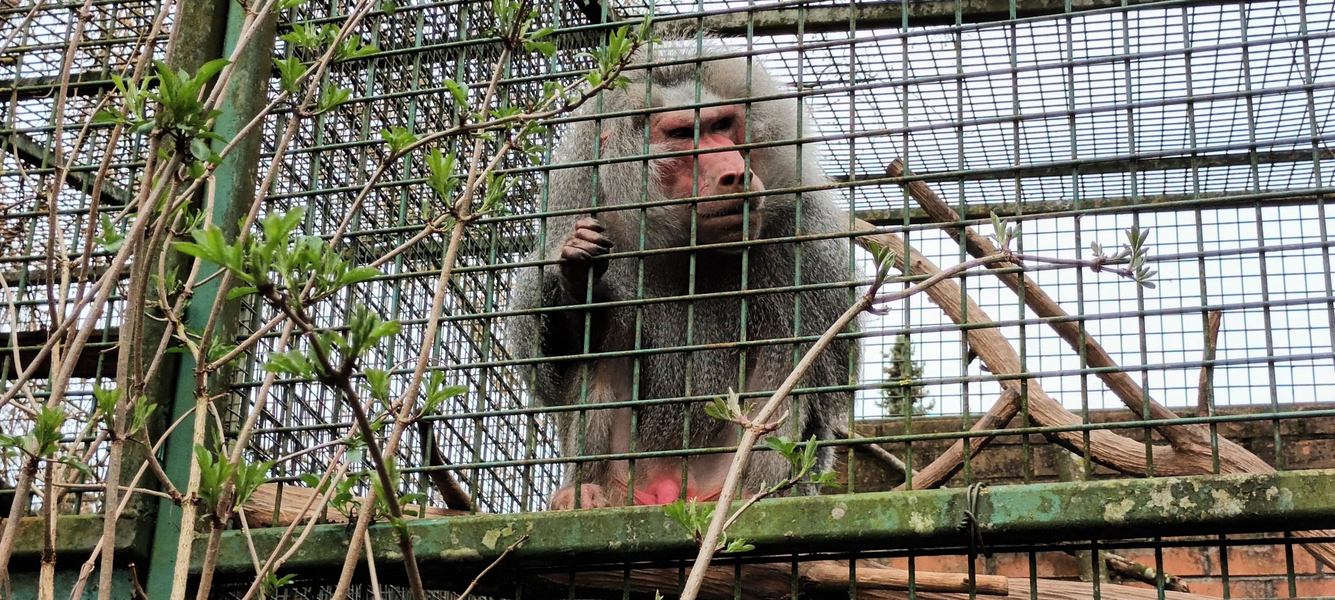 Male Hamadryas Baboon