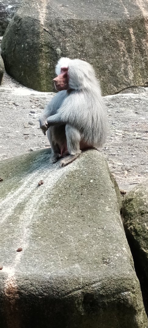 Male Hamadryas Baboon