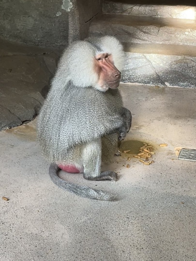 Male Hamadryas Baboon