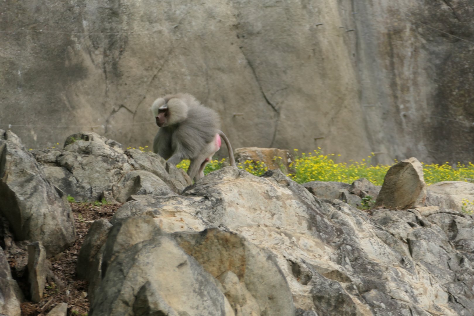 Male Hamadryas Baboon