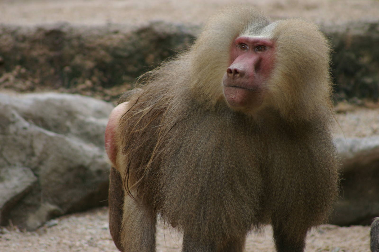 male Hamadryas baboon