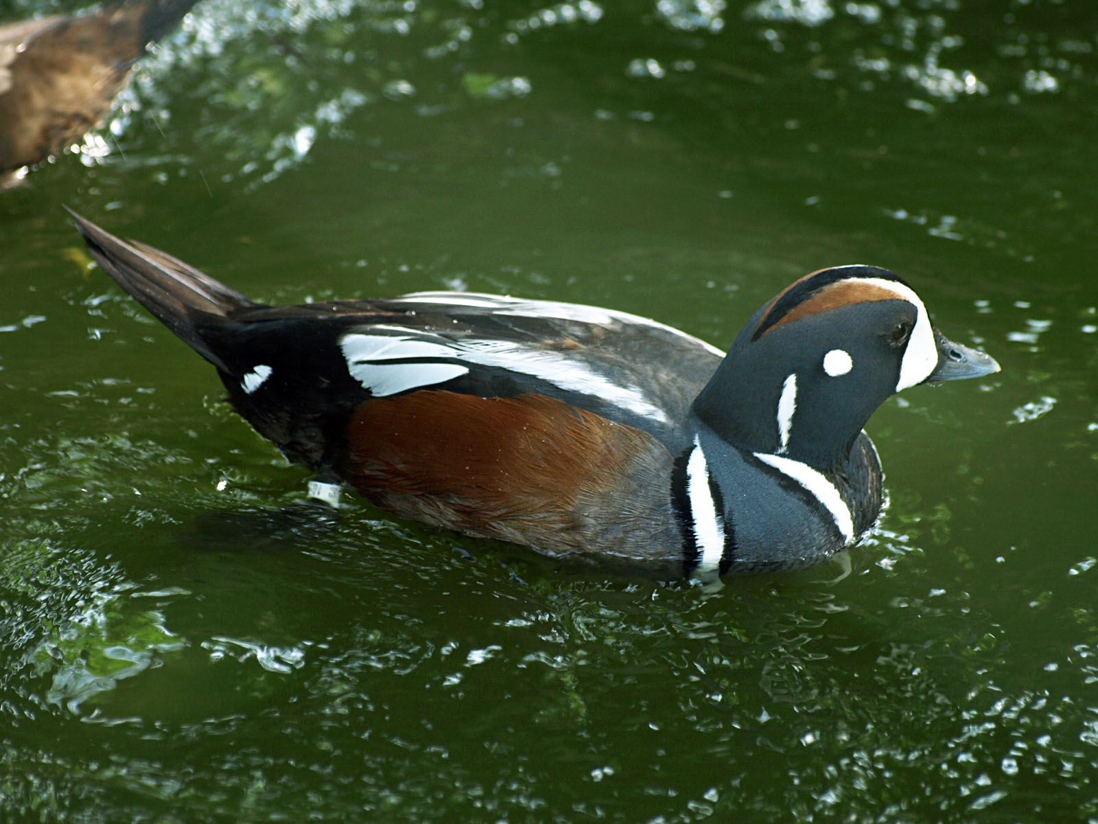 Male Harleguin duck