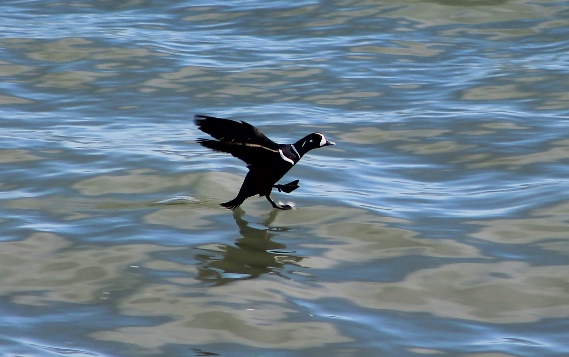 male Harlequin Duck (Histrionicus histrionicus)