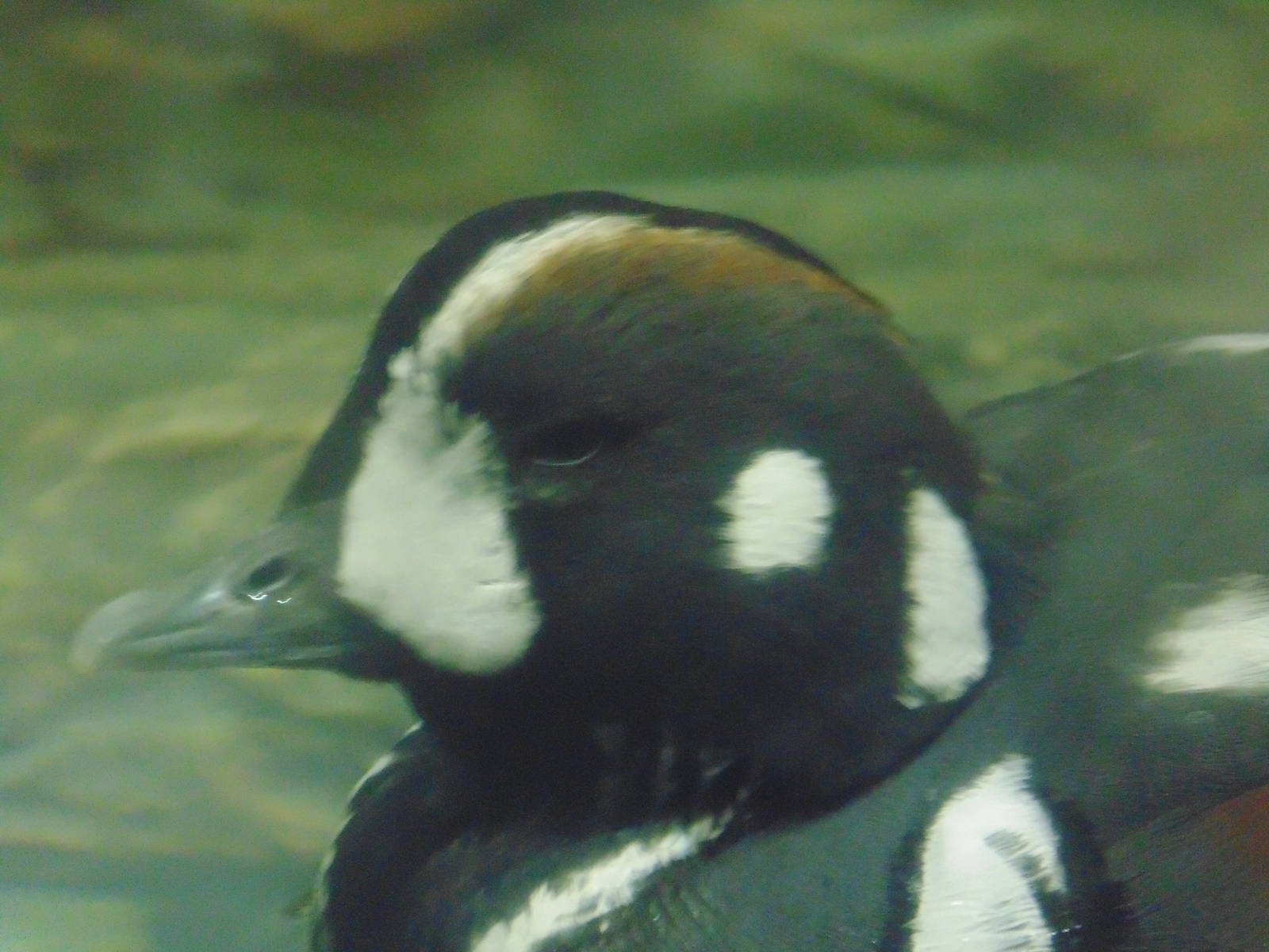 Male Harlequin Duck