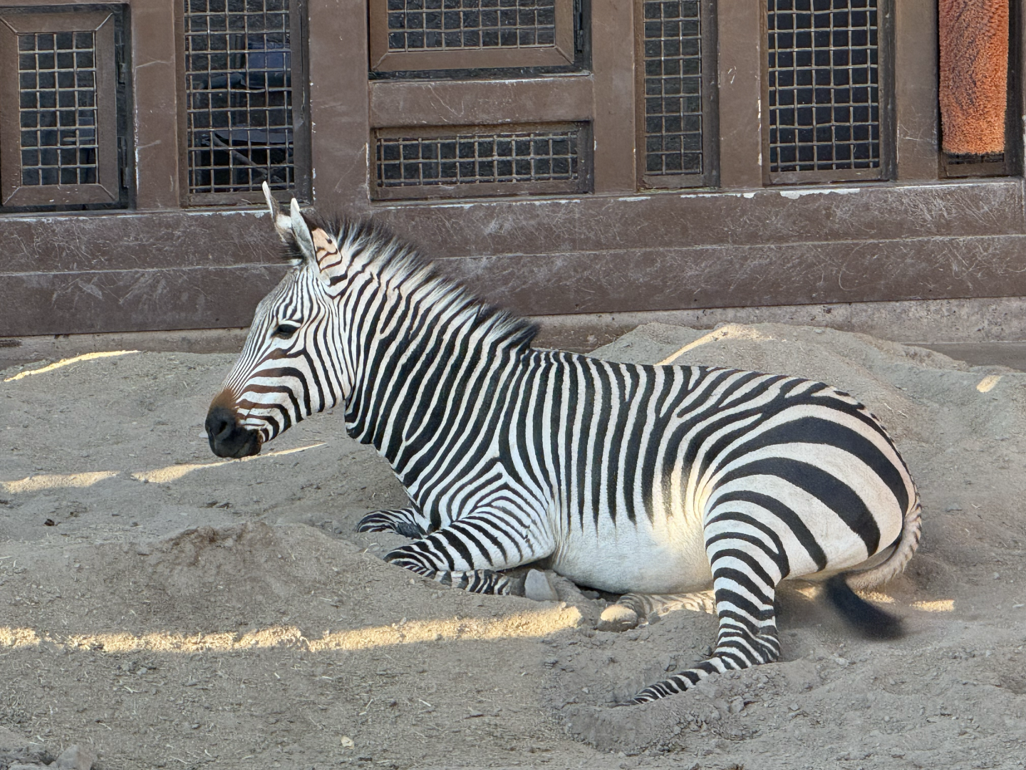 Male Hartmann's Mountain Zebra - Lodge Yard - High Desert Oasis