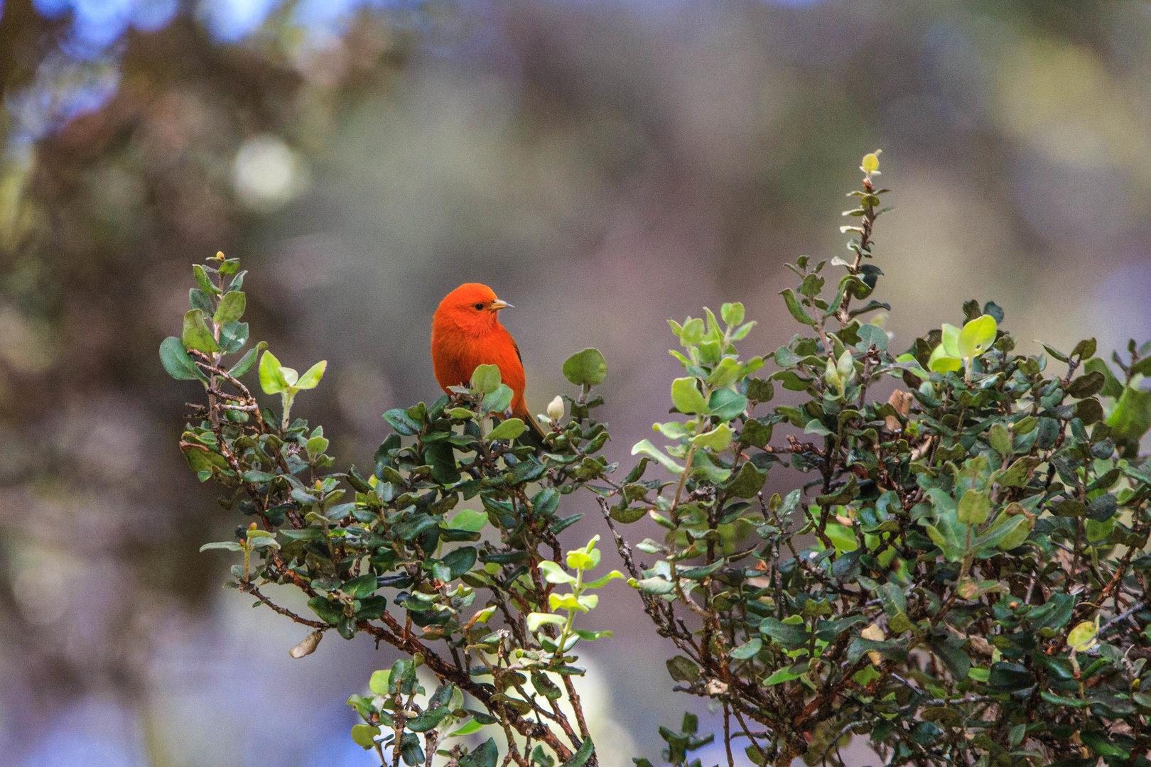 Male Hawai'i 'Ākepa