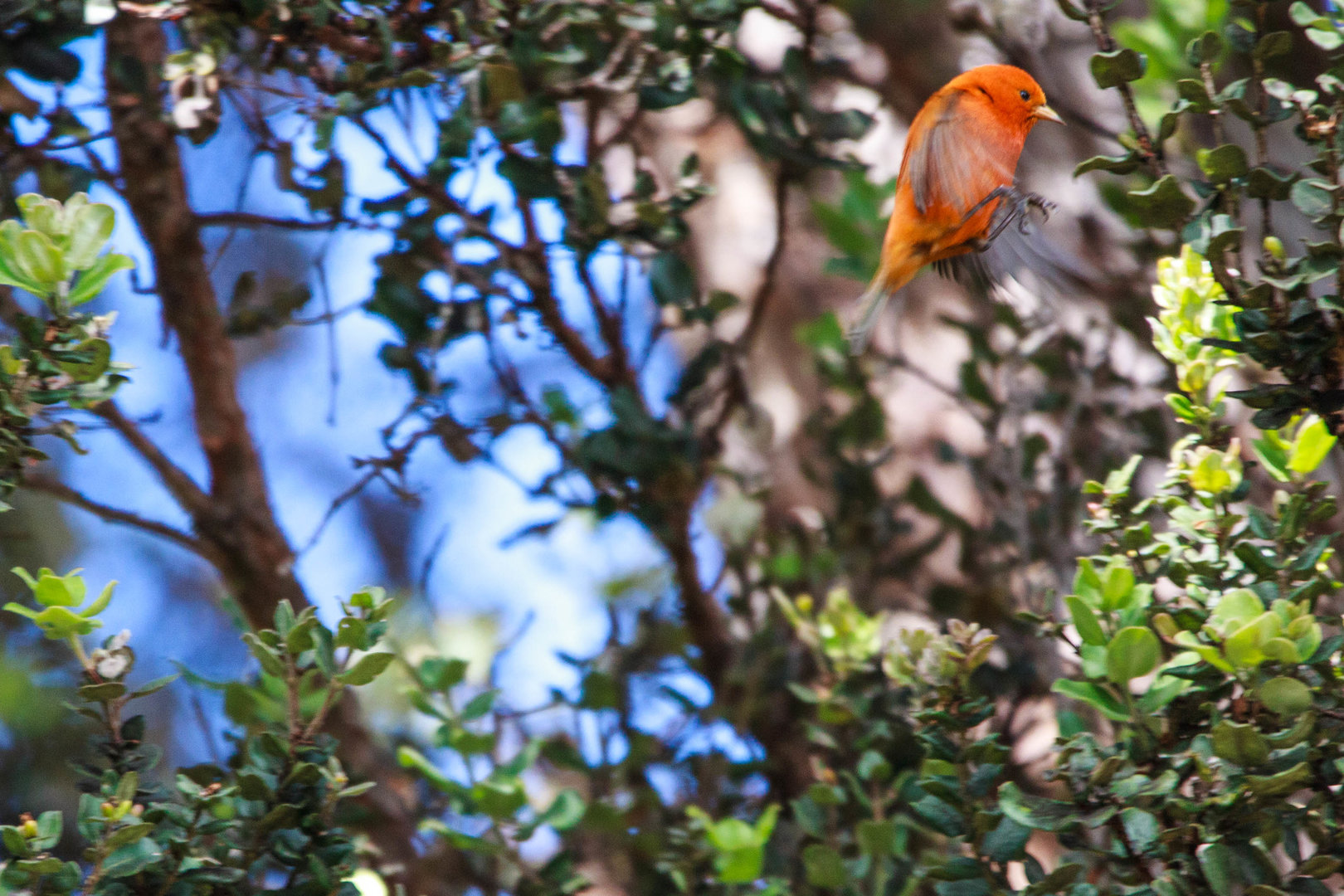 Male Hawai'i 'Ākepa
