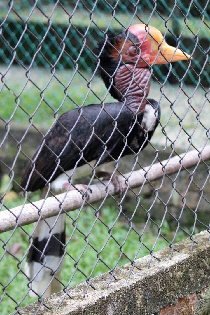 male Helmeted Hornbill (Rhinoplax vigil)