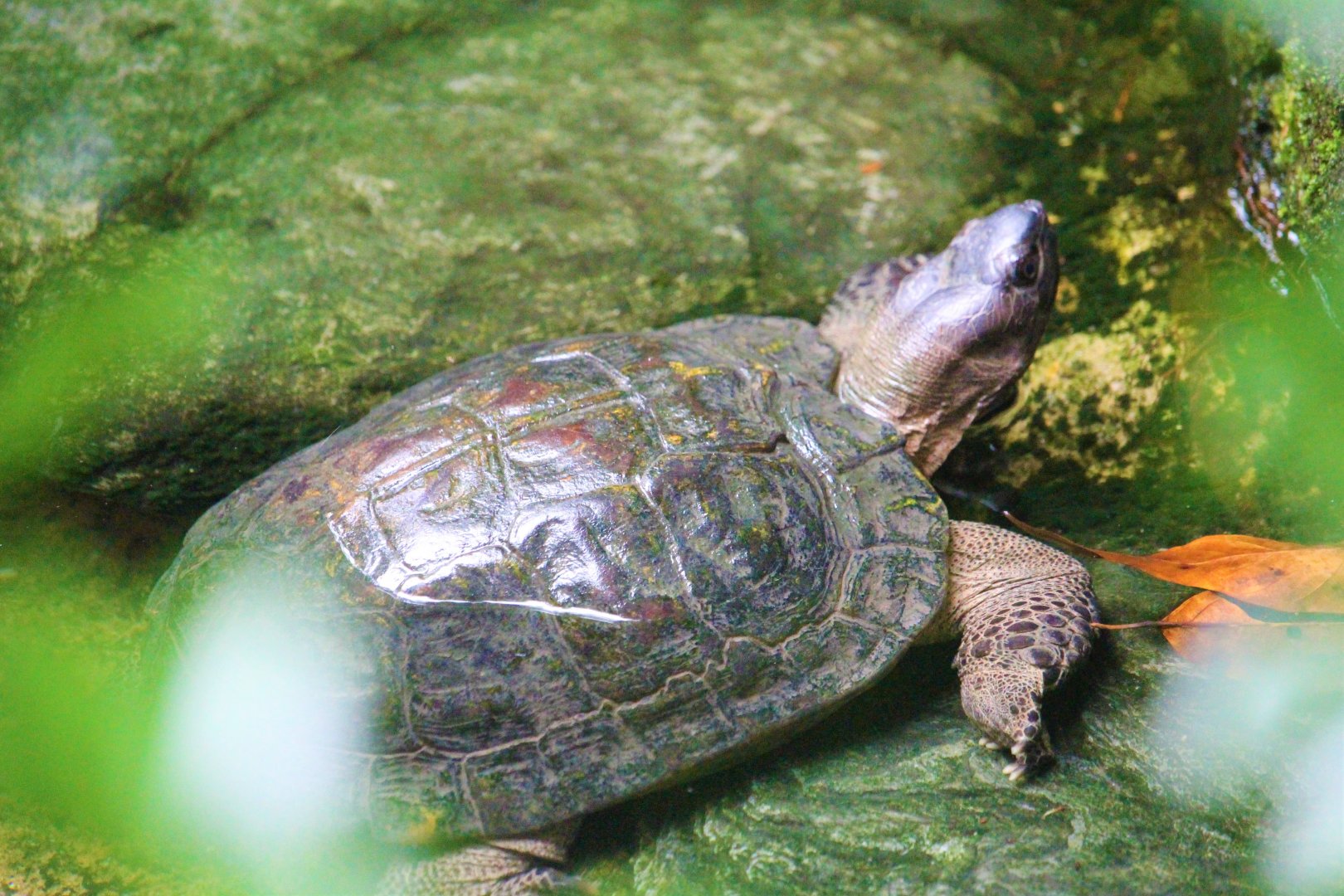 Male Heosemys spinosa (Asian Turtles Exhibit)
