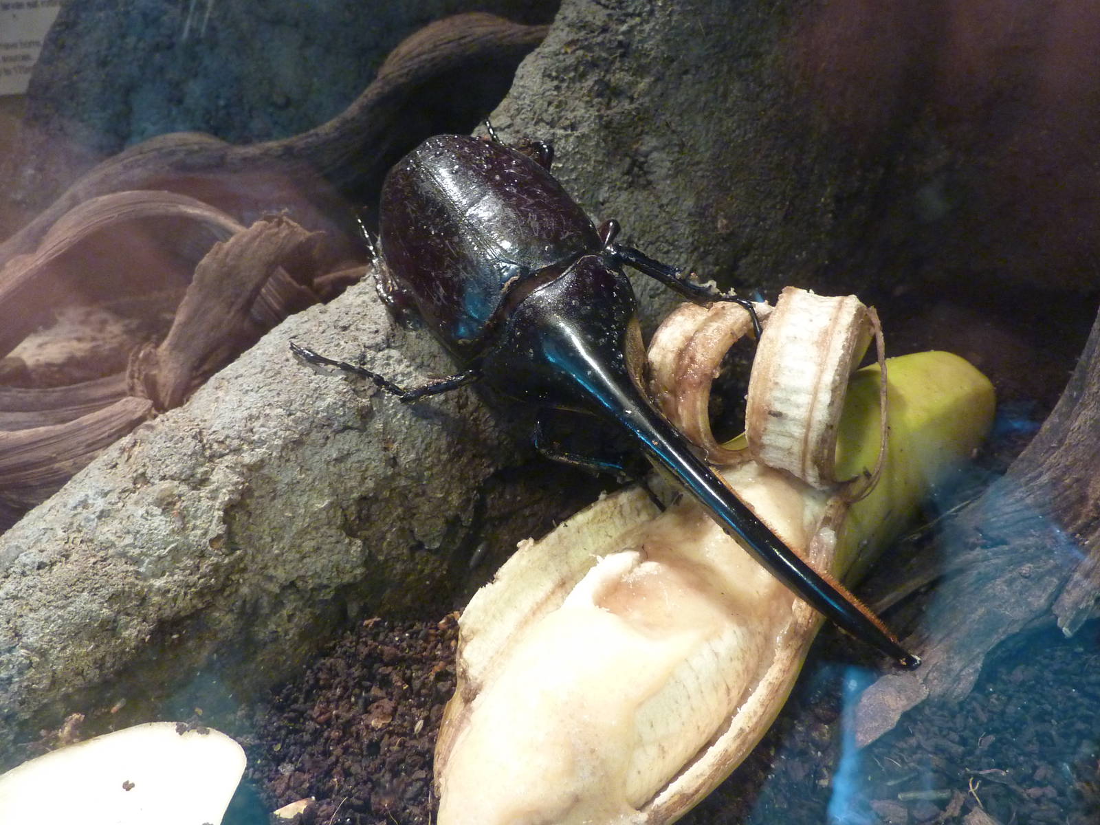 Male Hercules beetle