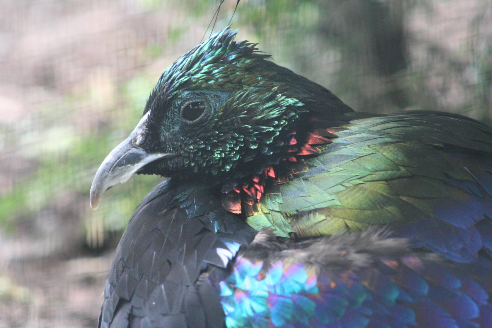 male Himalayan Monal @ Chester; 04.07.2015